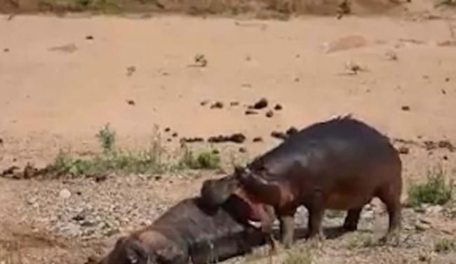 南非克鲁格国家公园河马打败野牛后疯狂撕咬尸体炫耀霸主地位