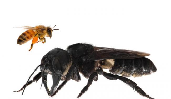 华莱士巨型蜜蜂与一般蜜蜂相比，犹如巨人。