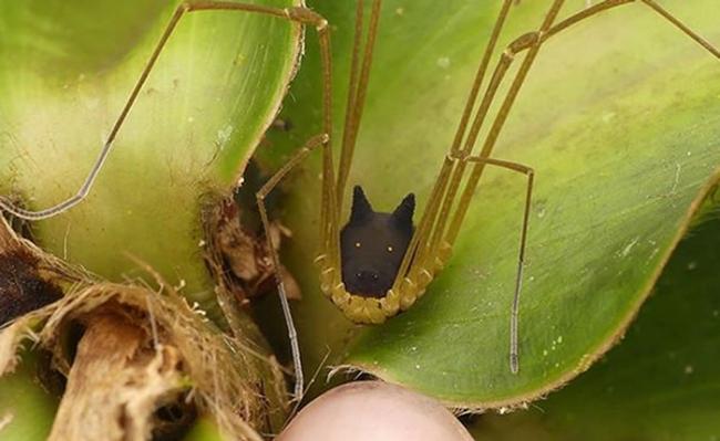 厄瓜多尔的热带森林发现“狼头昆虫”――盲蛛