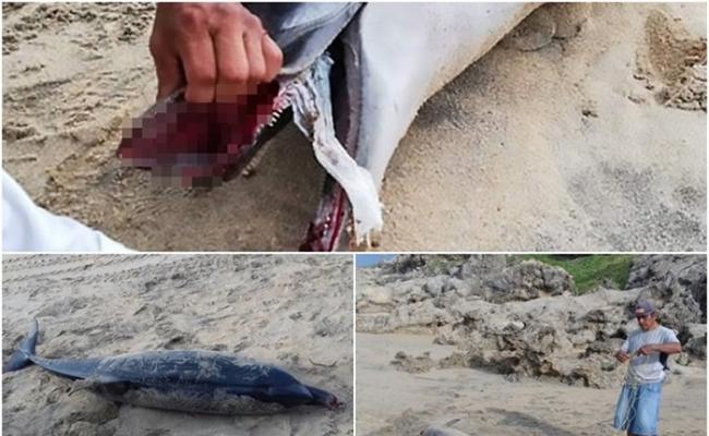 墨西哥瓦哈卡州沙滩发现条纹原海豚尸体 疑遭尿片鲠死