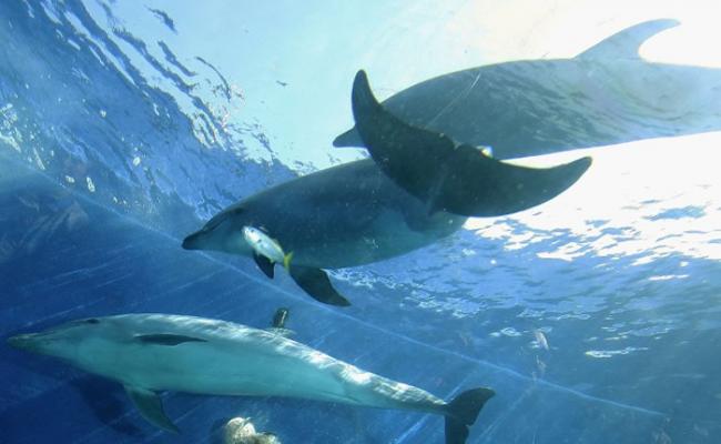 美国科学家发现雌性宽吻海豚也有性高潮