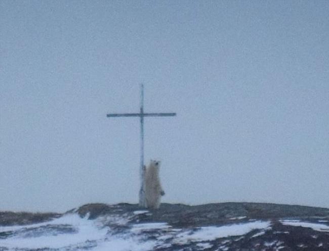 加拿大北极熊十字架旁仰天 摄影师称它在祷告