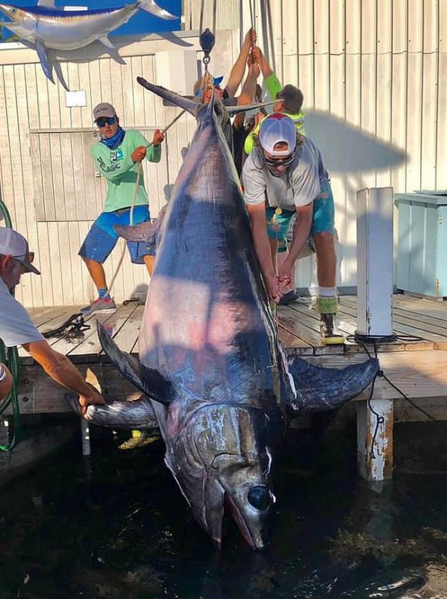 美国渔民花8小时钓起343公斤巨型剑鱼 刷新佛罗里达州纪录