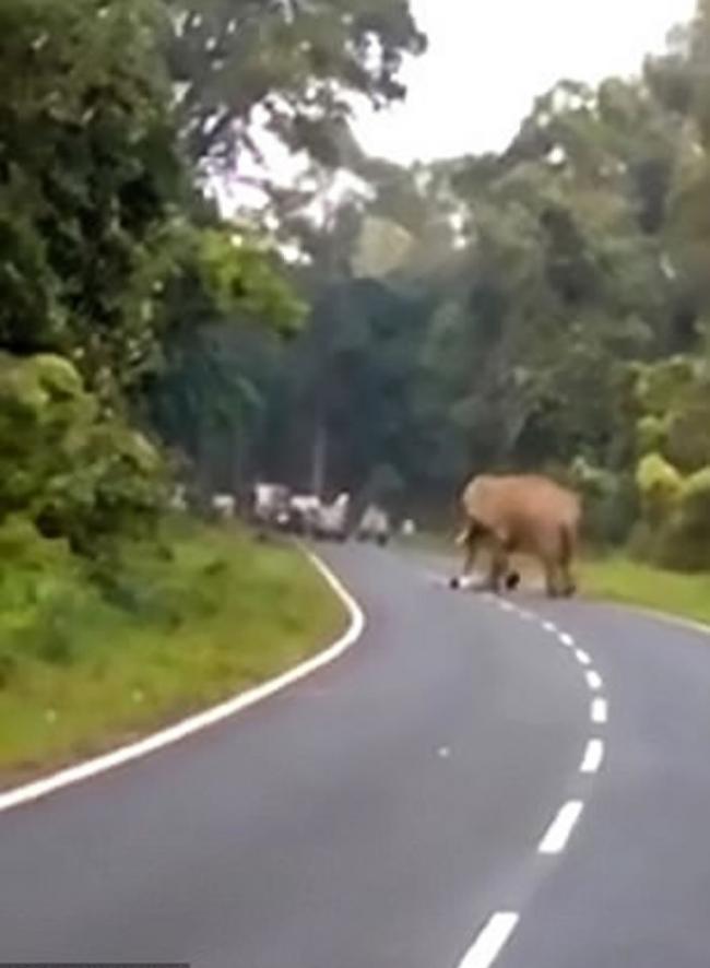 印度男子上班途中偶遇野生大象 心血来潮走近拍照被踩死