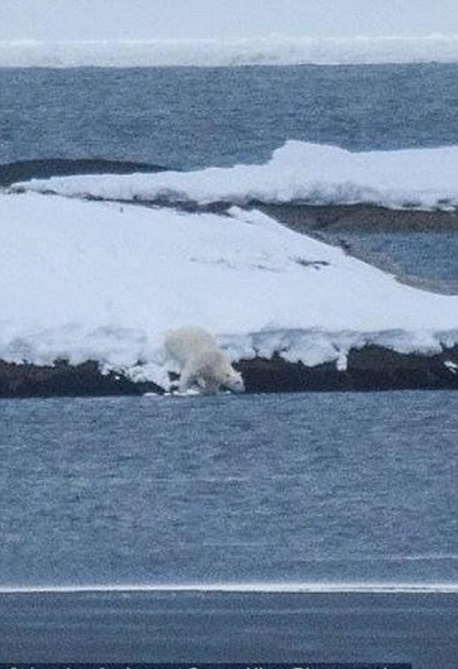 加拿大北极熊十字架旁仰天 摄影师称它在祷告