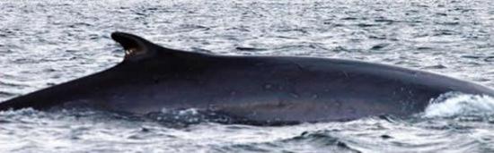 大部分的雄性长须鲸或蓝鲸的歌声频率大约在17~18赫兹，这个频率太低了，人的耳朵是无法听见的。但这头孤独的雄性鲸，它歌唱的声音频率竟然是在52赫兹！瓦特金斯博士