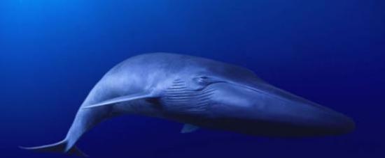 一个由科学家和纪录片摄制团队组成的考察组计划今年秋季出海搜寻世界上“最孤独”的鲸。这头鲸游荡在北太平洋海域，以大约52赫兹的频率歌唱，迄今已经有20年了。