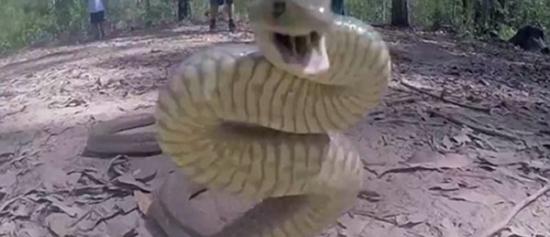 澳大利亚摄影师冒死拍摄剧毒东部棕蛇向人发起攻击时的瞬间