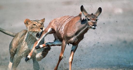 在纳米比亚，一只母狮追逐着一头大扭角条纹羚。本文所描述的情境与这个画面很类似。 Photograph by Martin Harvey, Gallo Image