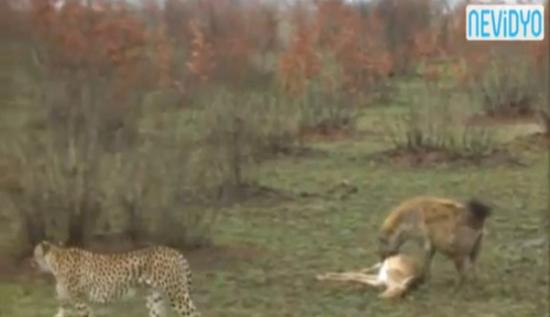 鬣狗跑来赶走猎豹，打算自己享受大餐。