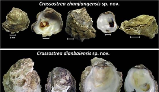 湛江牡蛎与电白牡蛎形态特征