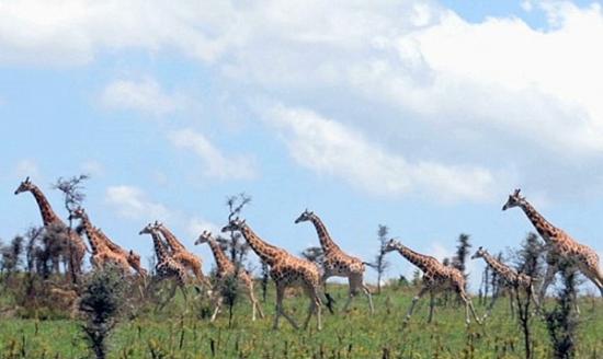 目前非洲只剩下8万只野生长颈鹿。