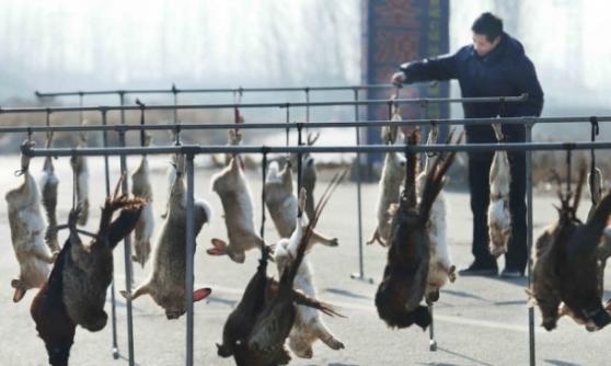商贩将野兔、野鸡倒吊在架子上，供顾客挑选。