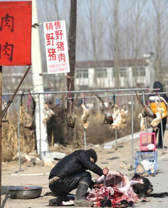 商贩在路边宰杀野猪，场面血腥。