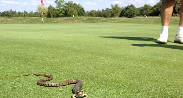 英国高尔夫球场一条3英尺草蛇试图吞下青蛙