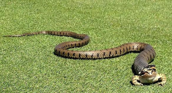 英国高尔夫球场一条3英尺草蛇试图吞下青蛙