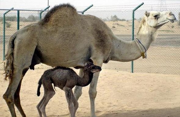世界首个克隆骆驼“因贾兹(Injaz)”通过自然交配方式怀孕