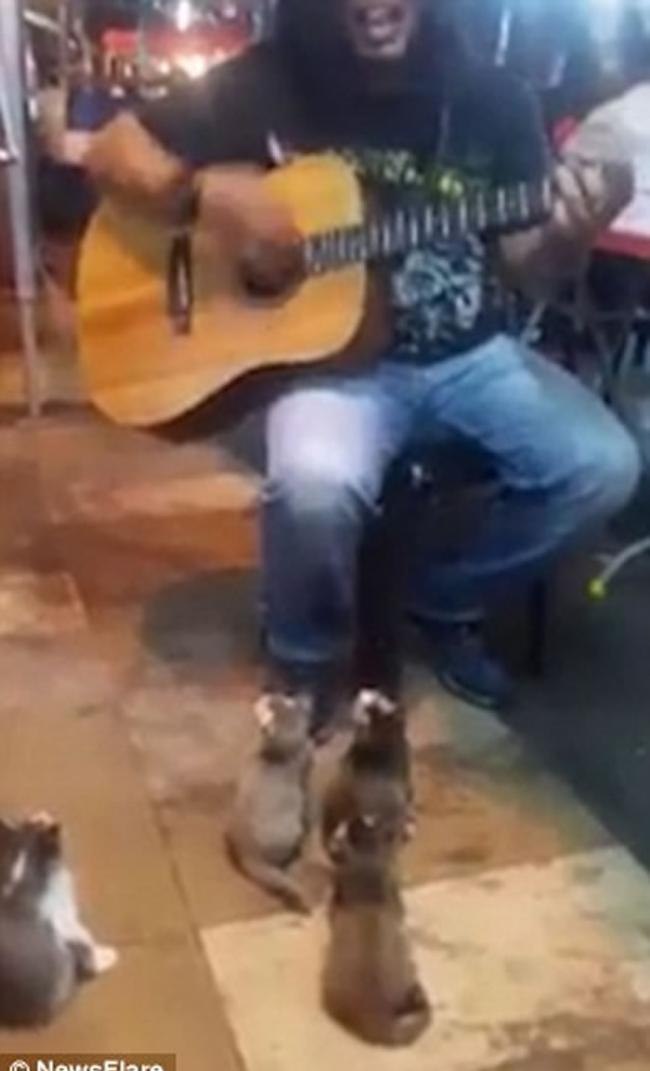 马来西亚男子街头弹吉他唱歌没人愿意听 “小猫两三只”成忠实粉丝