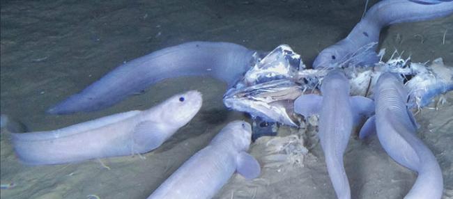 新品种狮子鱼在深海中处于食物链的上层。