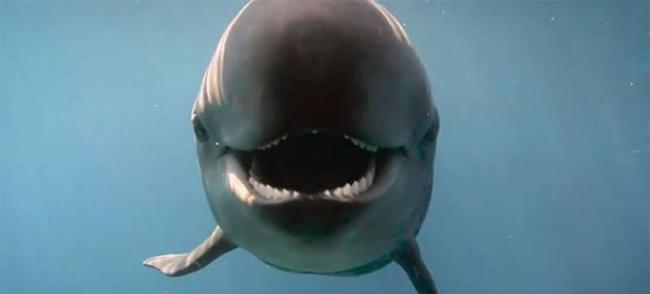 加拿大温哥华水族馆脸书粉丝专页分享伪虎鲸的笑容照片
