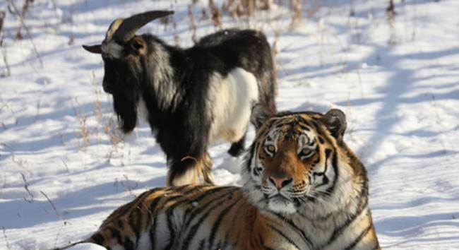 俄罗斯野生动物园买来山羊喂老虎 结果它们却成了朋友