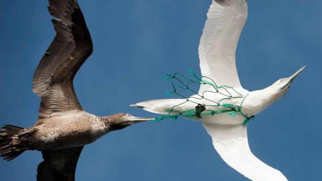 像照片中的这一只，海鸟都有可能被渔网困住。有一项新研究显示，如果渔网闪着绿色灯光，鸬鹚就会被吓跑。 PHOTOGRAPH BY PIERRE GLEIZES,