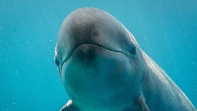 加拿大温哥华水族馆脸书粉丝专页分享伪虎鲸的笑容照片