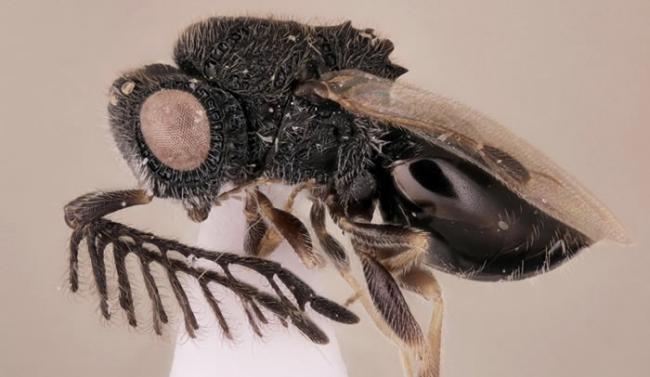 《生物多样性数据杂志》：昆虫学家发现背部有“锯”的寄生蜂Dendrocerus scutellaris