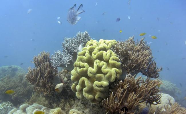大堡礁近年面临严重的珊瑚白化灾难。