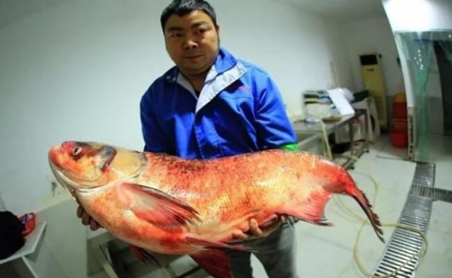 捕鱼公司负责人抱起该条重达32.5公斤的野生鳙鱼。