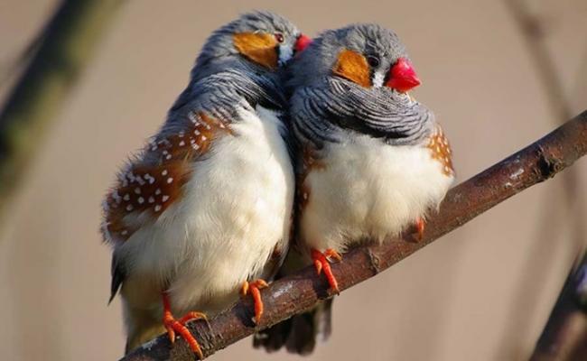 斑胸草雀会以情歌求偶。