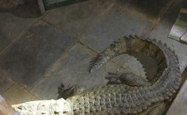 印度古吉拉特邦农夫半夜被狗吠声吵醒 赫见大鳄鱼正睡在床下