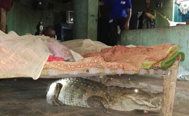 印度古吉拉特邦农夫半夜被狗吠声吵醒 赫见大鳄鱼正睡在床下