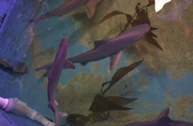 美国纽约州哈德逊河谷民居地下室饲养了10条鲨鱼