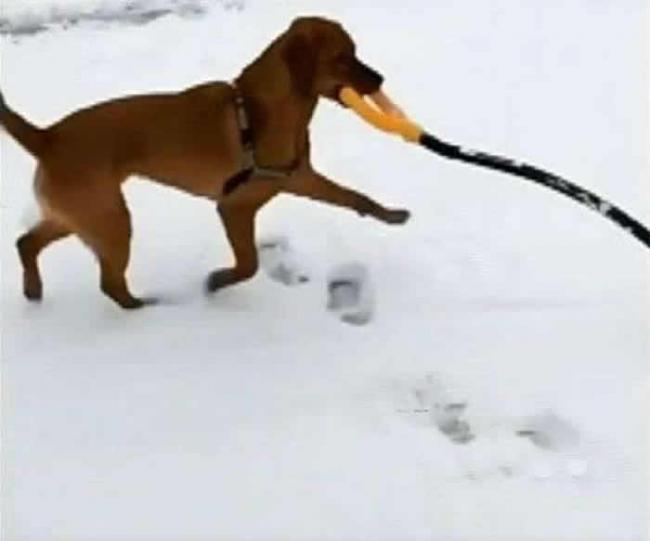 美国麻省拉布拉多犬“亲口”帮主人铲雪 网民大赞感自愧不如