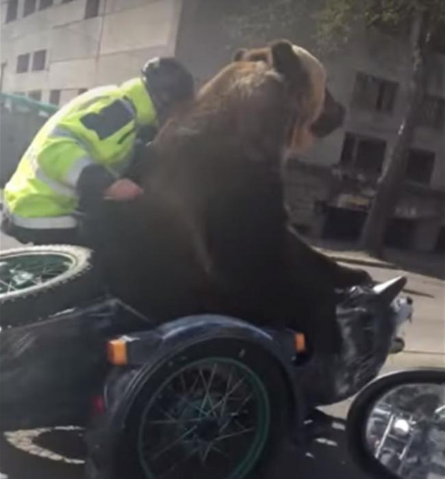 战斗民族：俄罗斯棕熊坐车上路