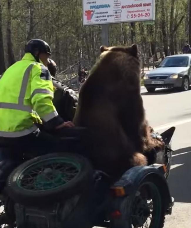 战斗民族：俄罗斯棕熊坐车上路