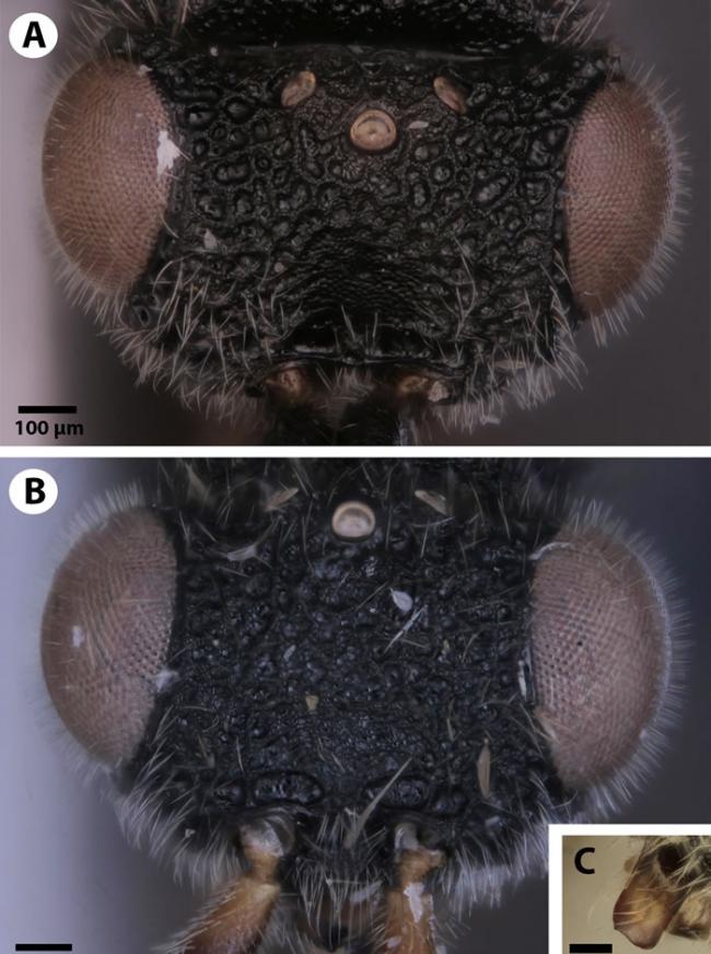 《生物多样性数据杂志》：昆虫学家发现背部有“锯”的寄生蜂Dendrocerus scutellaris
