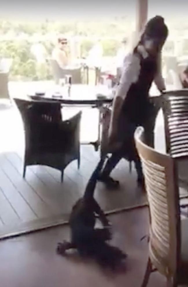 澳洲新南威尔士省巨蜥闯餐厅 女侍应徒手拽尾巴拖走