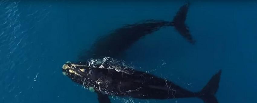 澳大利亚海域两头鲸鱼相伴接近冲浪者