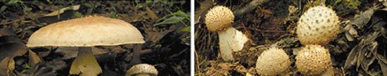 广东省白云山上发现巨型蘑菇“大果鹅膏”