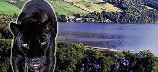 英国苏格兰尼斯湖除了水怪还有一只神秘黑色巨猫出没