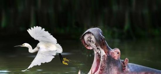 非洲乌干达的姆布罗湖国家公园河马捕食白鹭失败