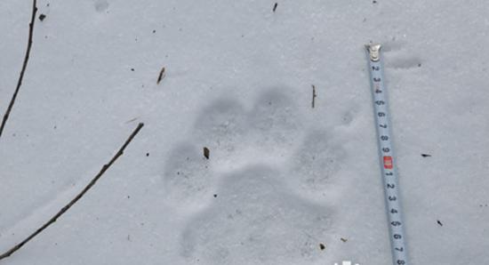 雪地上清晰的虎爪印