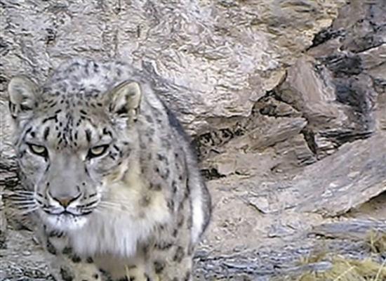 红外相机捕捉到的雪豹影像