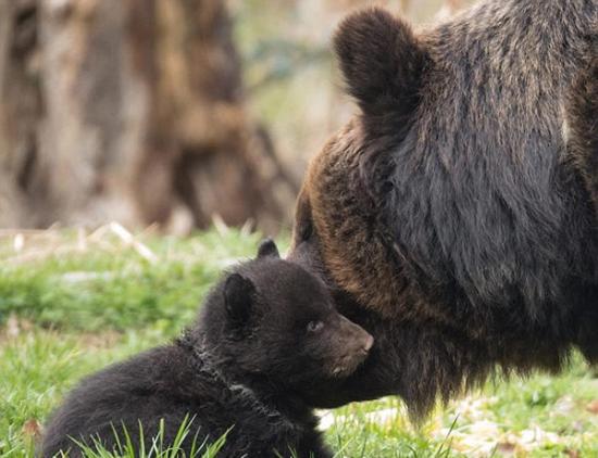 瑞士动物园一只幼熊因受棕熊爸爸“欺凌”被注射安乐死