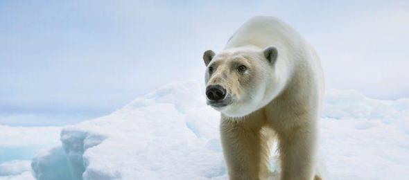 科学家对阿拉斯加地区夏季生活的北极熊进行了研究，发现它们无法适应海冰减少的环境