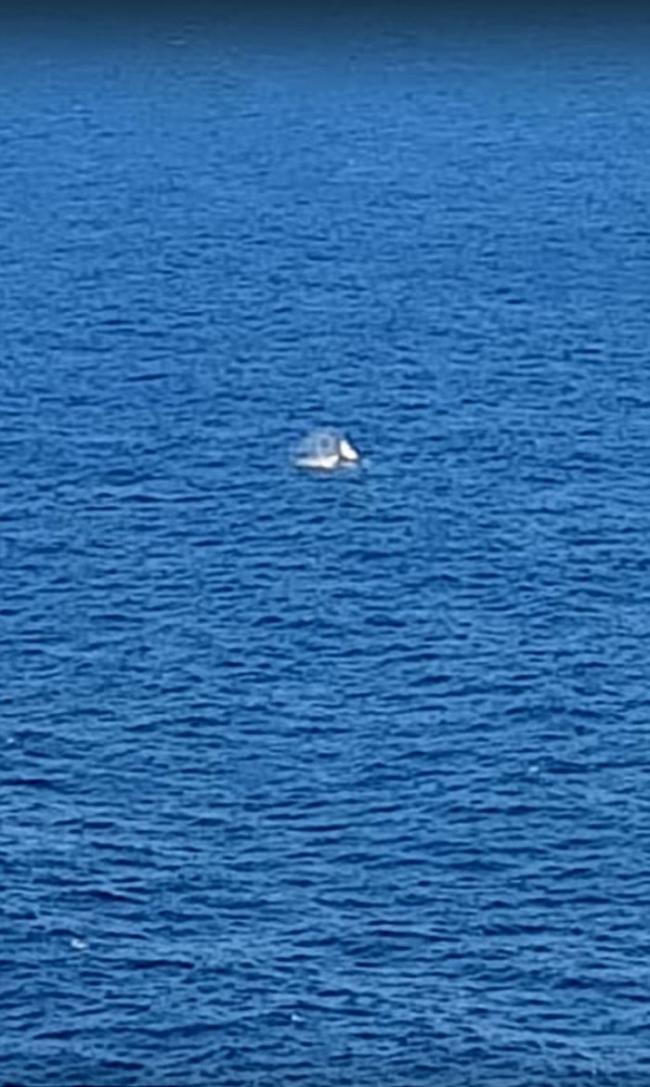 在澳洲亲眼目睹鲸鱼激战大白鲨 男子兴奋大叫