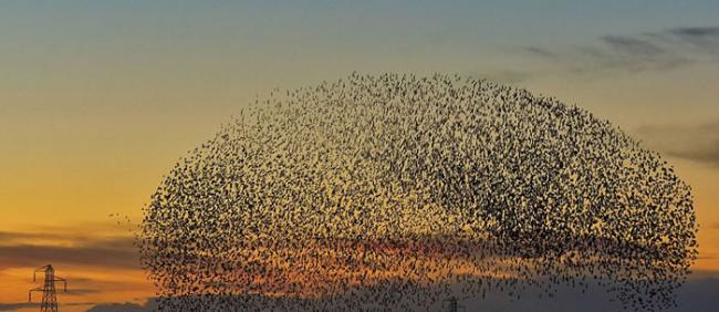 英国卡莱尔市区上空近日出现成千上万只八哥鸟集体迁徙的自然景象