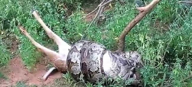 斯里兰卡本达拉国家公园四米蟒蛇吞下整只鹿